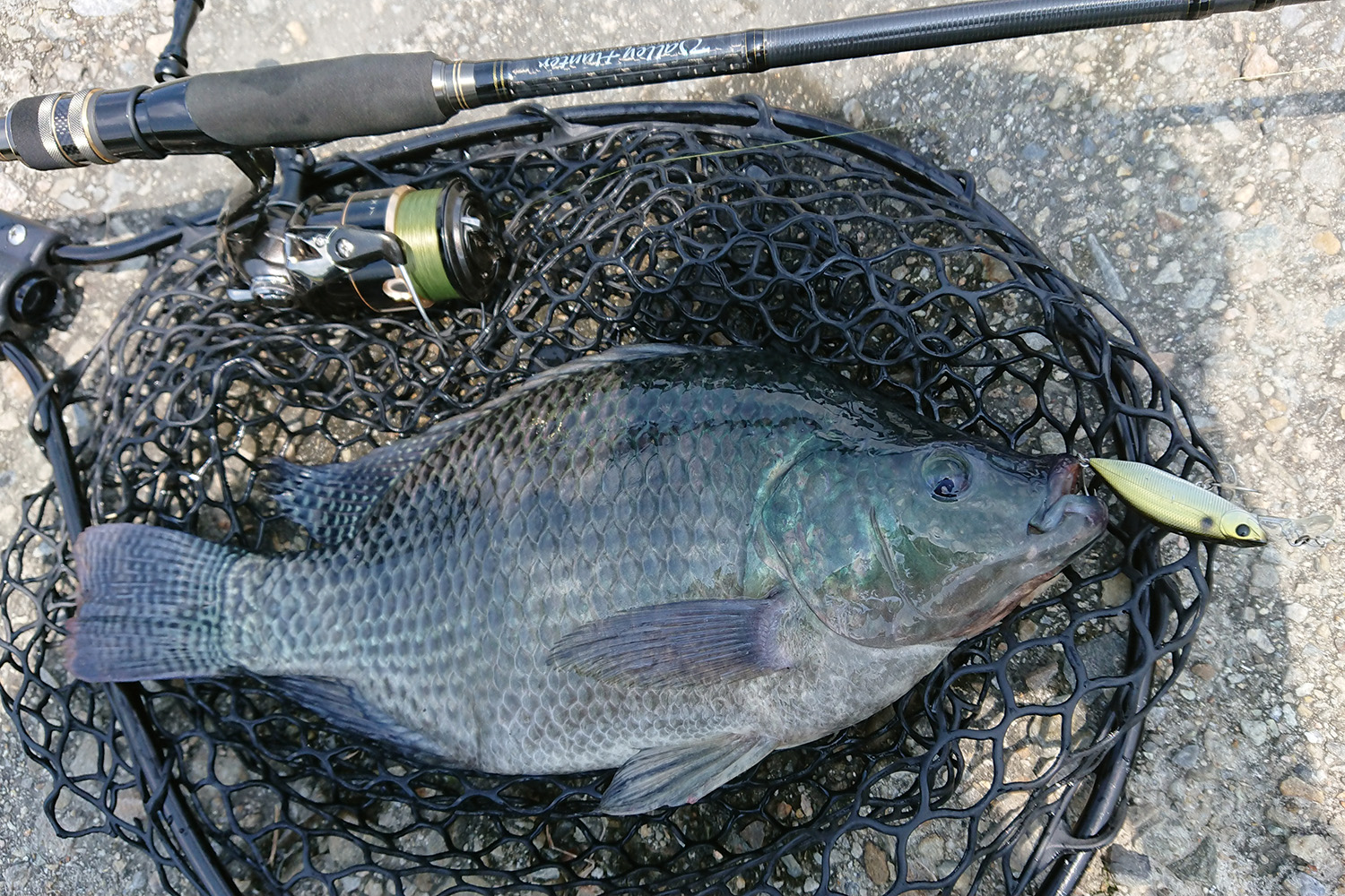 HUMP MINNOW 55S (3)